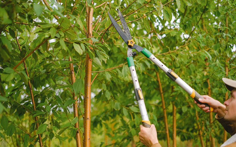 Tree trimming in Reeds Spring, MO